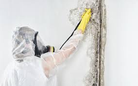 Asbestos and Lead Testing During Mold Inspection